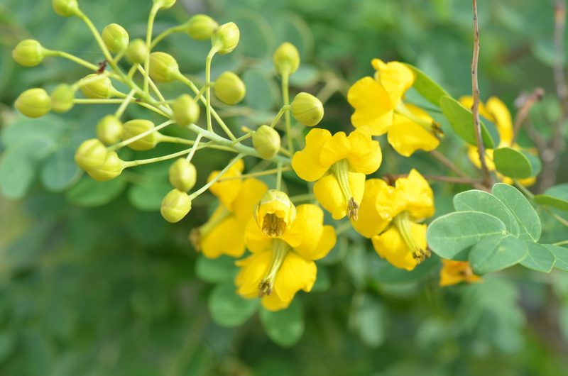 Erythrostemon mexicanus, photographed by Center for Urban Ecology