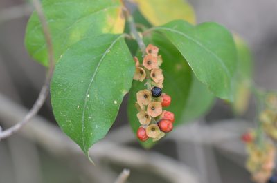 Citharexylum berlandieri, photographed by Center for Urban Ecology