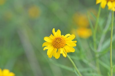 Sidneya tenuifolia, photographed by Center for Urban Ecology