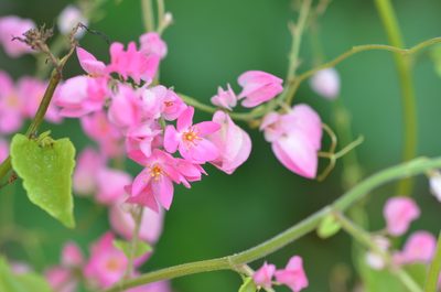Antigonon leptopus, photographed by Center for Urban Ecology