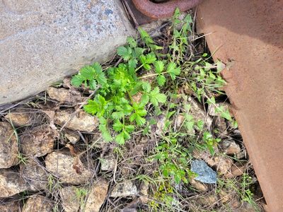 Potentilla norvegica, photographed by Dmitriy Bochkov