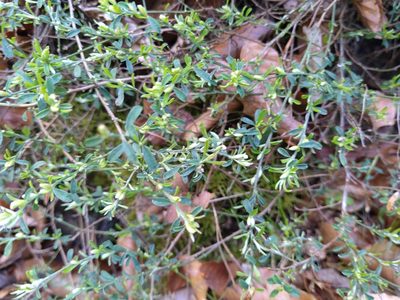 Genista pilosa, photographed by Gabriel Mayrhofer