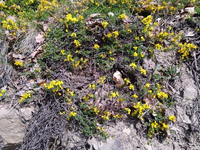 Genista pilosa, photographed by Gabriel Mayrhofer