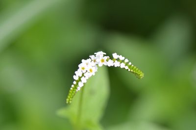 Heliotropium angiospermum, photographed by Center for Urban Ecology