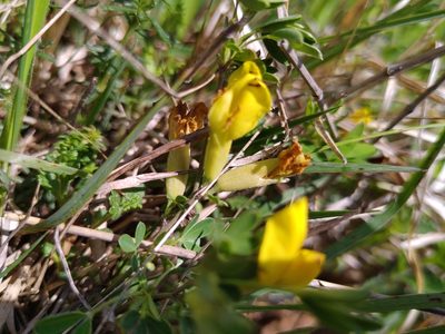 Chamaecytisus ratisbonensis, photographed by Gabriel Mayrhofer