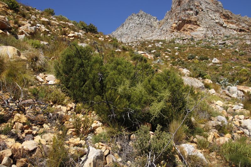 Widdringtonia nodiflora, photographed by Tony Rebelo