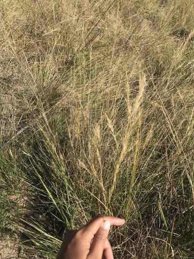 Aristida junciformis, photographed by Presha Soogrim