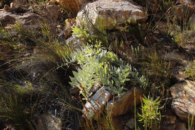 Leucospermum cordatum, photographed by Tony Rebelo