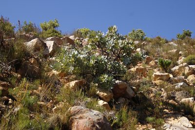Protea nitida, photographed by Tony Rebelo