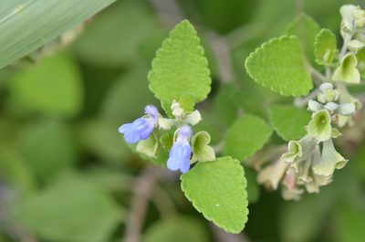 Salvia ballotiflora, photographed by Center for Urban Ecology