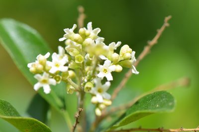 Citharexylum berlandieri, photographed by Center for Urban Ecology