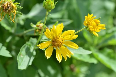 Verbesina encelioides, photographed by Center for Urban Ecology