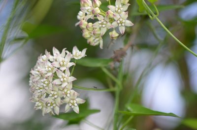Funastrum cynanchoides, photographed by Center for Urban Ecology