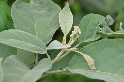 Solanum erianthum, photographed by Center for Urban Ecology