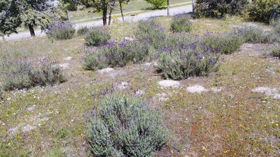 Lavandula pedunculata, photographed by scolym