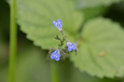 Salvia misella, photographed by Center for Urban Ecology