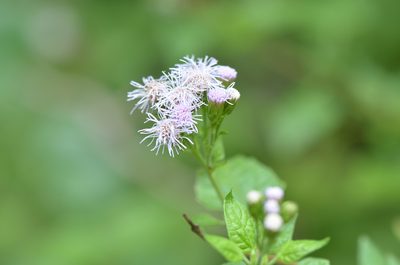 Tamaulipa azurea, photographed by Center for Urban Ecology