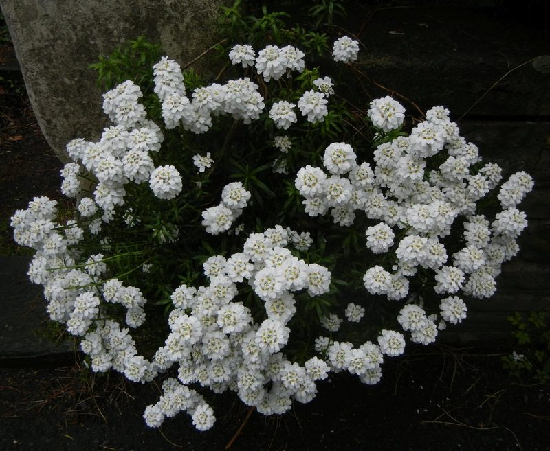 Iberis sempervirens, photographed by Jon Mortin