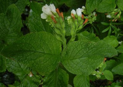 Symphytum orientale, photographed by Jon Mortin
