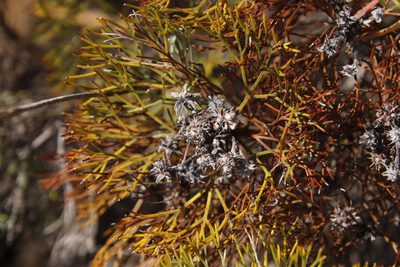 Serruria fasciflora, photographed by Tony Rebelo