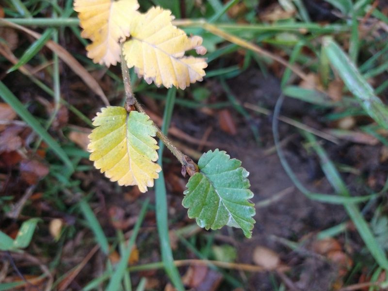 Nothofagus pumilio, photographed by Pablo