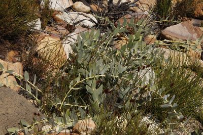 Leucospermum cordatum, photographed by Tony Rebelo