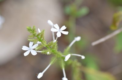Plumbago zeylanica, photographed by Center for Urban Ecology