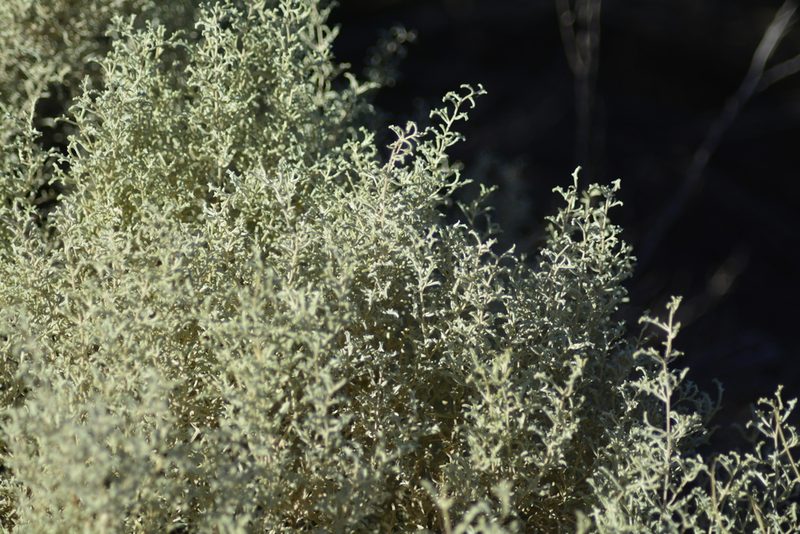Atriplex lampa, photographed by veonatura
