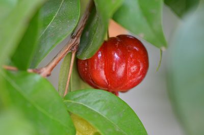 Eugenia uniflora, photographed by Center for Urban Ecology