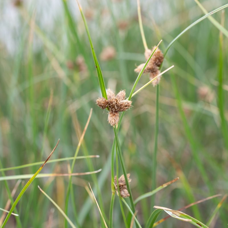 Bolboschoenus caldwellii, photographed by Kym Nicolson