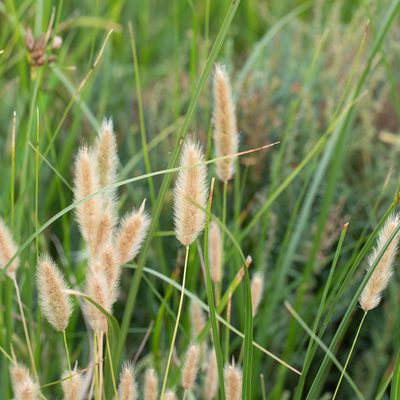 Polypogon monspeliensis, photographed by Kym Nicolson