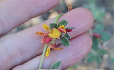 Acmispon decumbens, photographed by Millie Basden