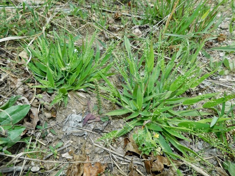 Dichanthelium laxiflorum, photographed by Michael J. Papay