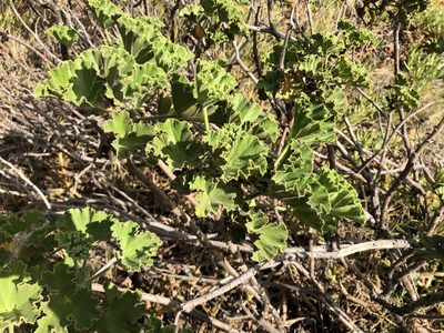 Pelargonium cucullatum, photographed by Caroline Voget