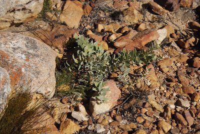 Leucospermum cordatum, photographed by Tony Rebelo