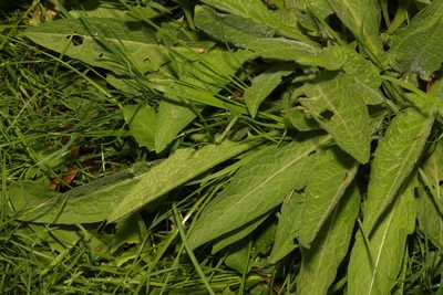 Centaurea nigra, photographed by Stephen James McWilliam