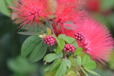 Calliandra tergemina, photographed by Center for Urban Ecology