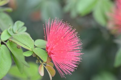Calliandra tergemina, photographed by Center for Urban Ecology