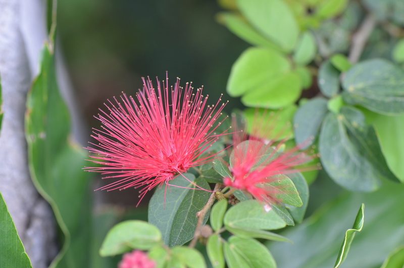 Calliandra tergemina, photographed by Center for Urban Ecology