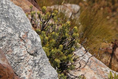 Heterolepis aliena, photographed by Tony Rebelo