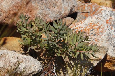 Leucadendron sessile, photographed by Tony Rebelo