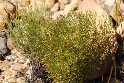 Serruria fasciflora, photographed by Tony Rebelo