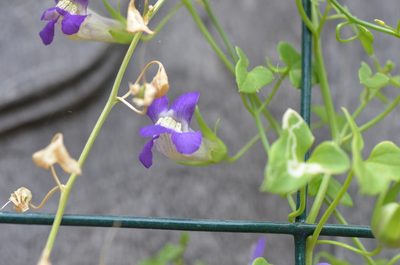 Maurandella antirrhiniflora, photographed by Center for Urban Ecology