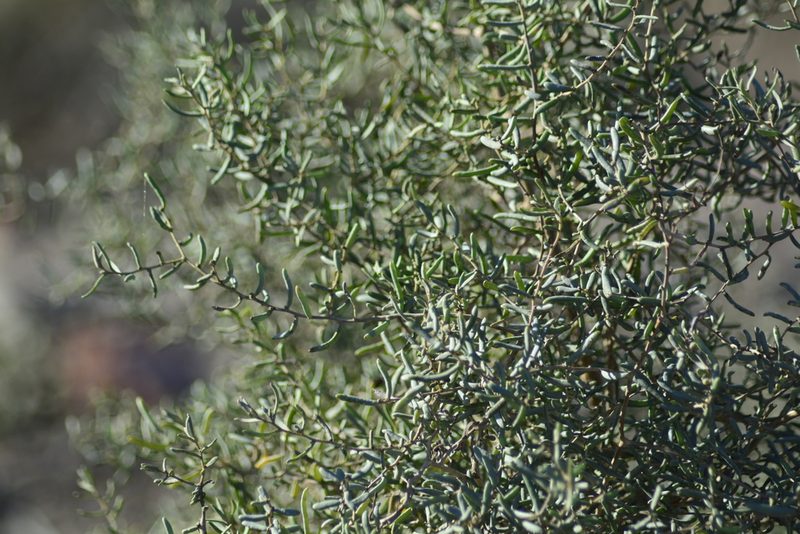 Suaeda divaricata, photographed by veonatura