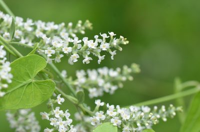 Aloysia gratissima, photographed by Center for Urban Ecology