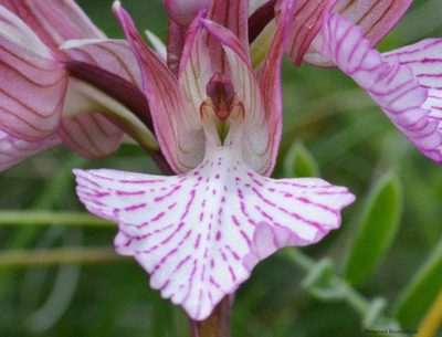 Anacamptis papilionacea, photographed by Mourad Harzallah