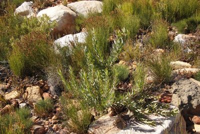 Leucadendron sessile, photographed by Tony Rebelo
