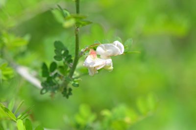 Coursetia axillaris