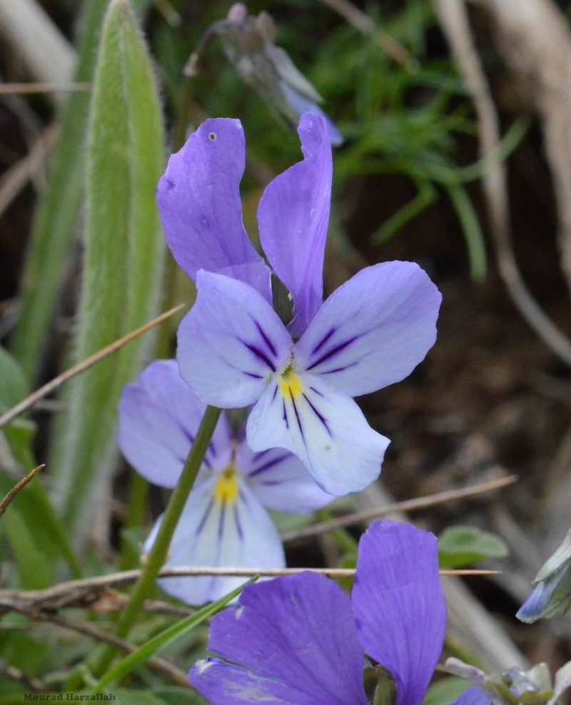 Viola munbyana, photographed by Mourad Harzallah