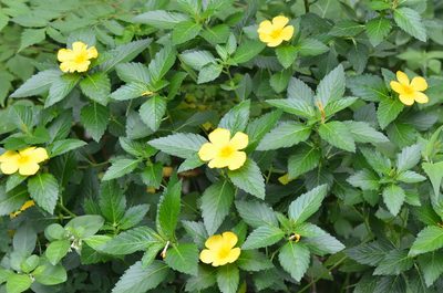 Turnera ulmifolia, photographed by Center for Urban Ecology